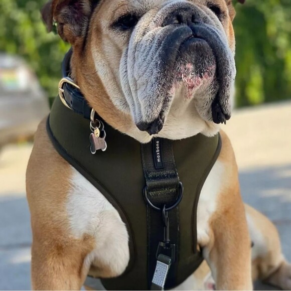 MaxBone Sport Dog Harness Olive Green Size M - Picture 2 of 7